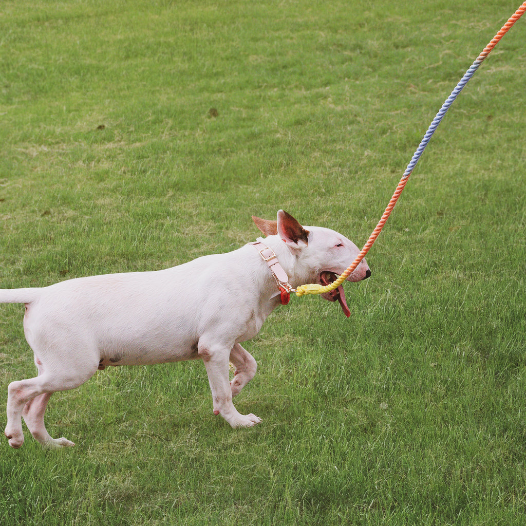 long dog leash