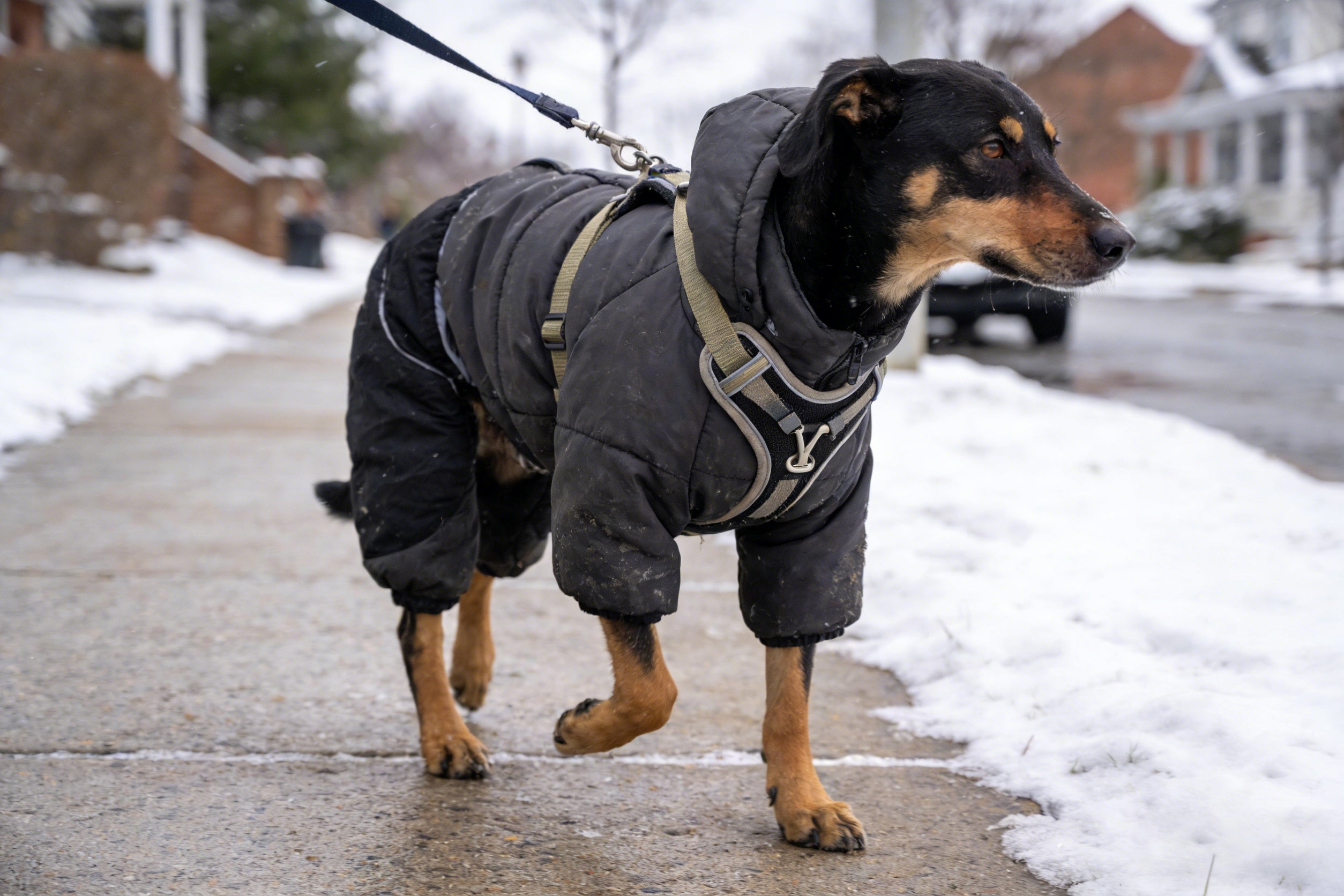 Why a Y-Shaped Dog Harness is Best for Walking Dog in Snow?