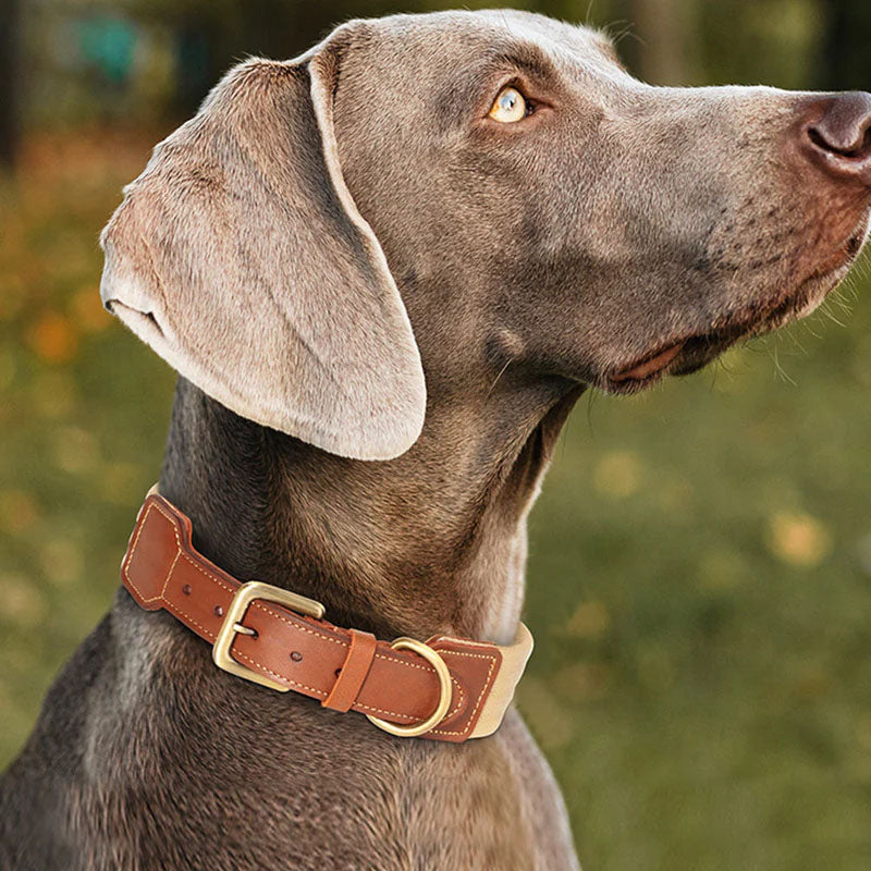 How to Choose the Best Dog Collars for Your Furry Friend