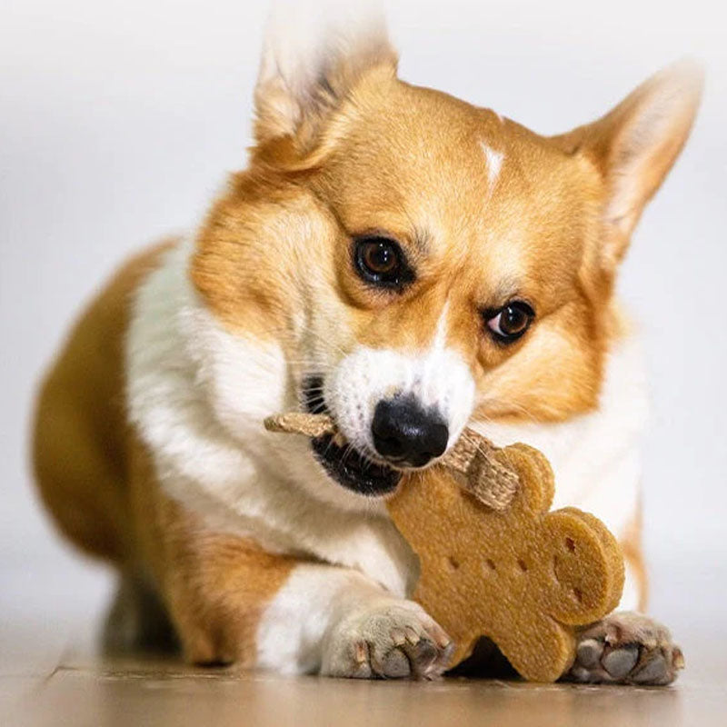 How to Choose the Best Chew Toys for Dogs: A Comprehensive Guide