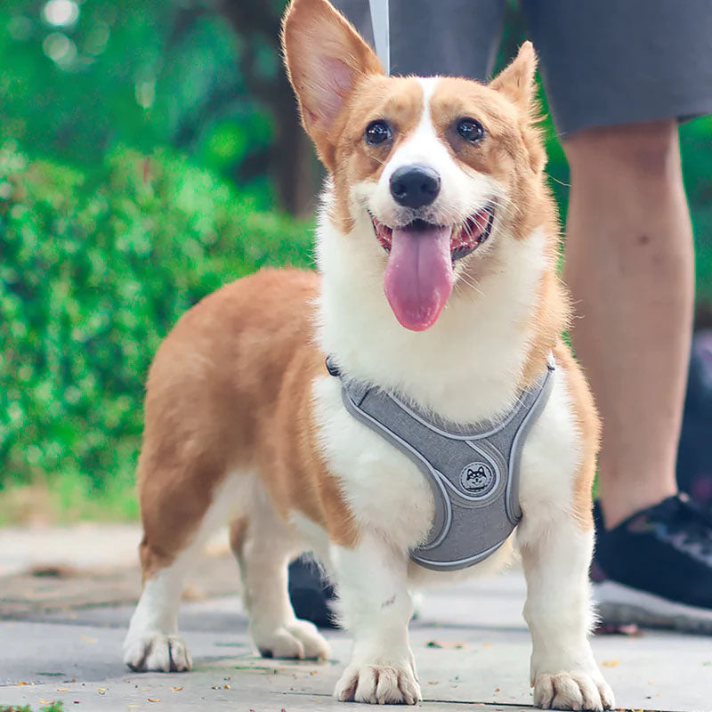 How to Choose and Use an Easy On Dog Harness for Optimal Comfort and Convenience