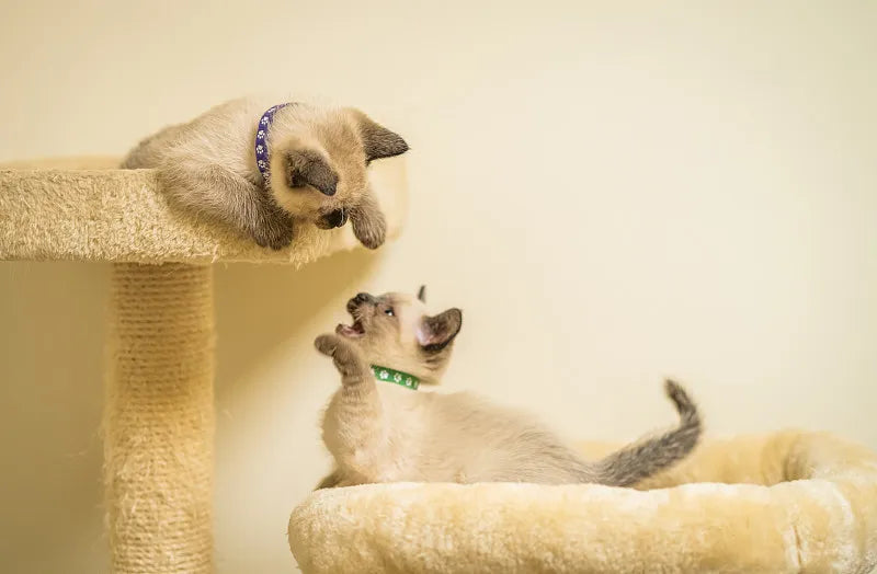Best Cat Tree for Multiple Cats: A Haven for Your Feline Friends