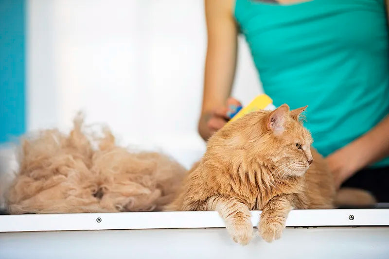 Best Comb for Long-Haired Cats: Unveiling the Secrets to Grooming Success