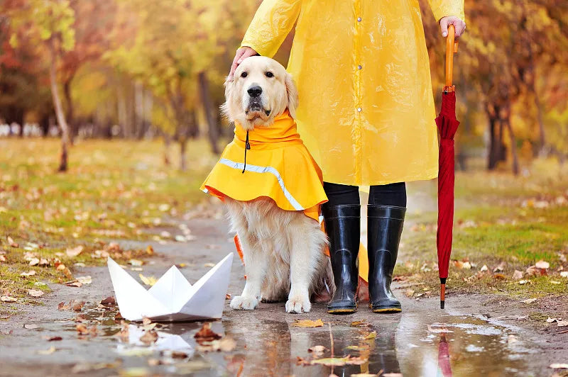 Best Dog Raincoats: Keeping Your Canine Dry in Style