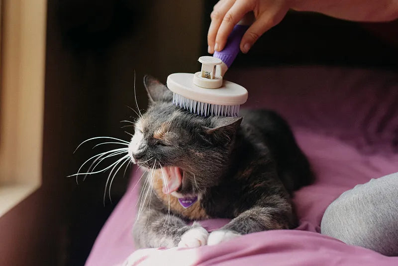 Best Tool to Remove Matted Cat Hair: A Comprehensive Guide
