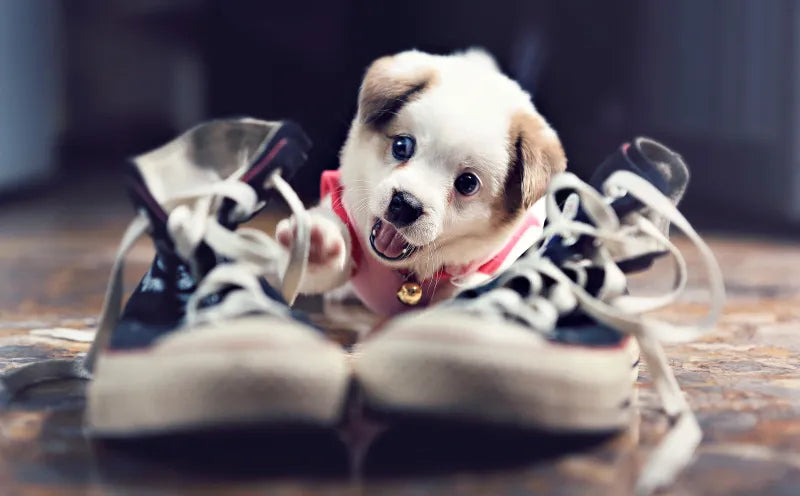 Can Dogs Wear Shoes: A Winter Necessity