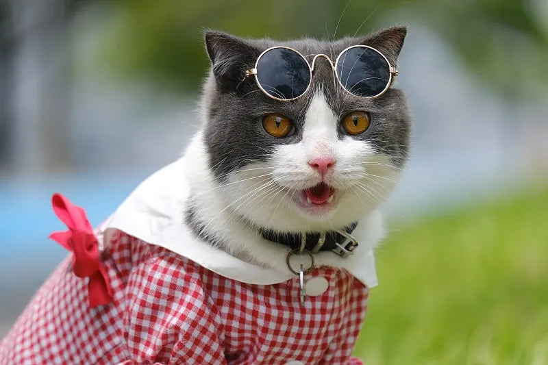 How to Get Cat to Wear Collar?