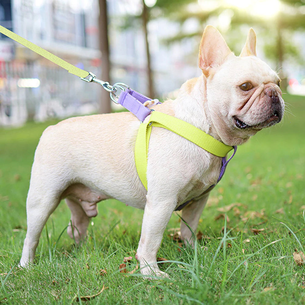 How to Put on a Dog Harness: A Step-by-Step Guide for Pet Owners