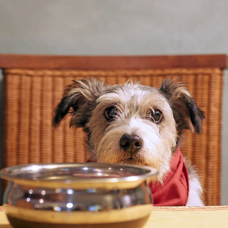 How to Sanitize Pet Bowls to Create Bacteria-Free Dining for Pets?