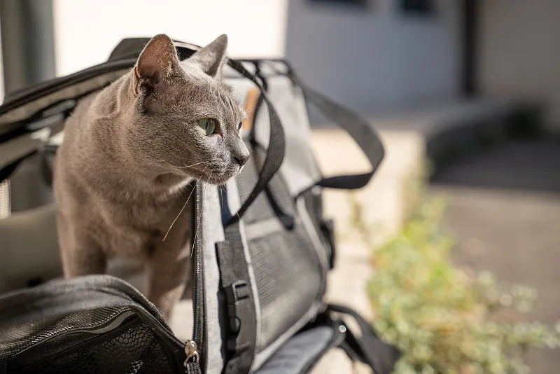 How to get a scared cat into carrier