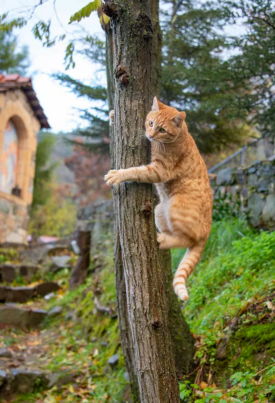 How to Get a Cat out of a Tree