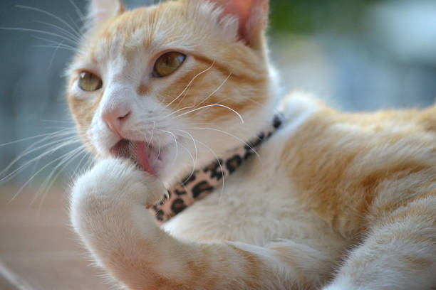 Do Cats Like Wearing Collars?