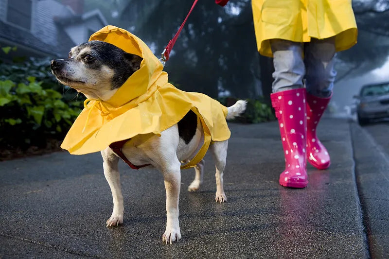 Do Dogs Like Raincoats: The Ultimate Guide