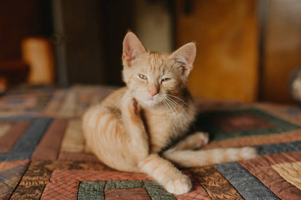 Do Flea Collars Work for Cats?