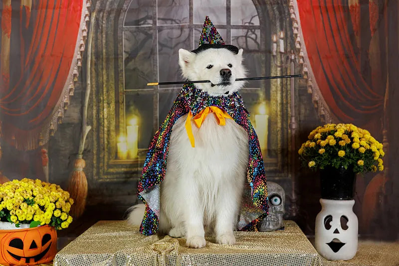 Before You Buy That Halloween Pet Costume — Read This First!