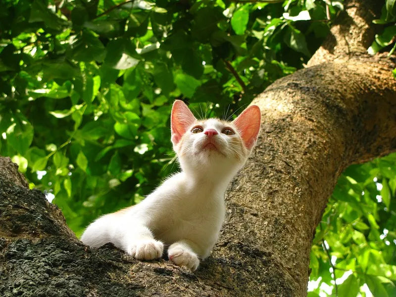 How Do You Get a Cat Out of a Tree？
