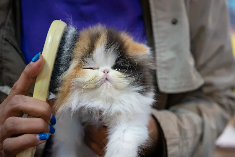 Unraveling the Secret: How Often Should I Comb My Cat?