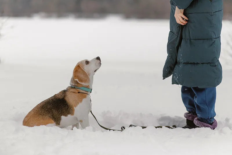 How To Train A Dog On A Leash?