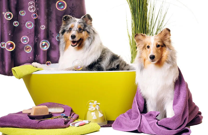 How To Wash Pet Beds