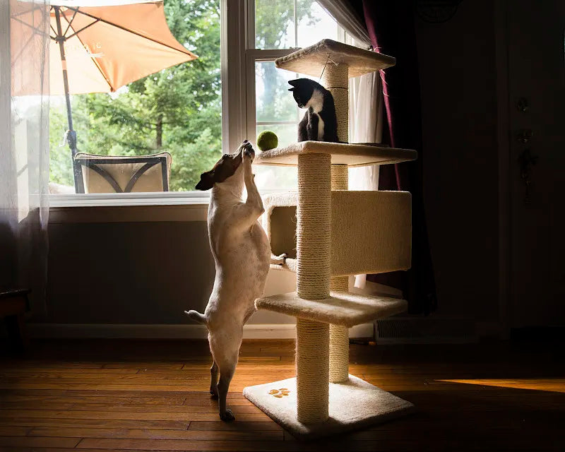 How to Assemble a Cat Tree
