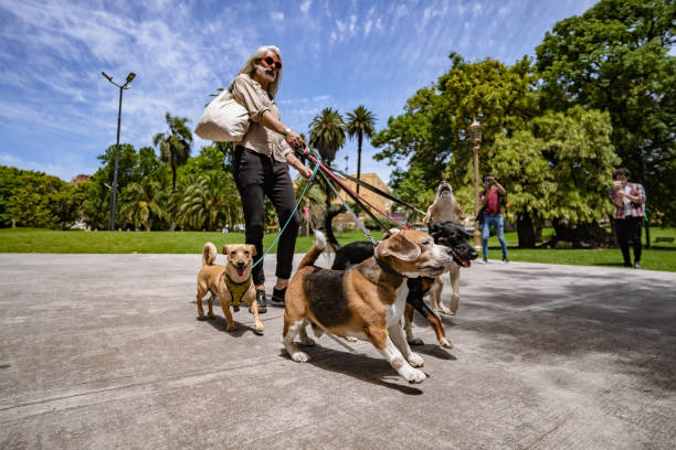 How to Choose  Dog Leash