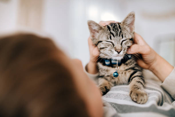 How to Get Your Cat Used to Wearing a Collar？