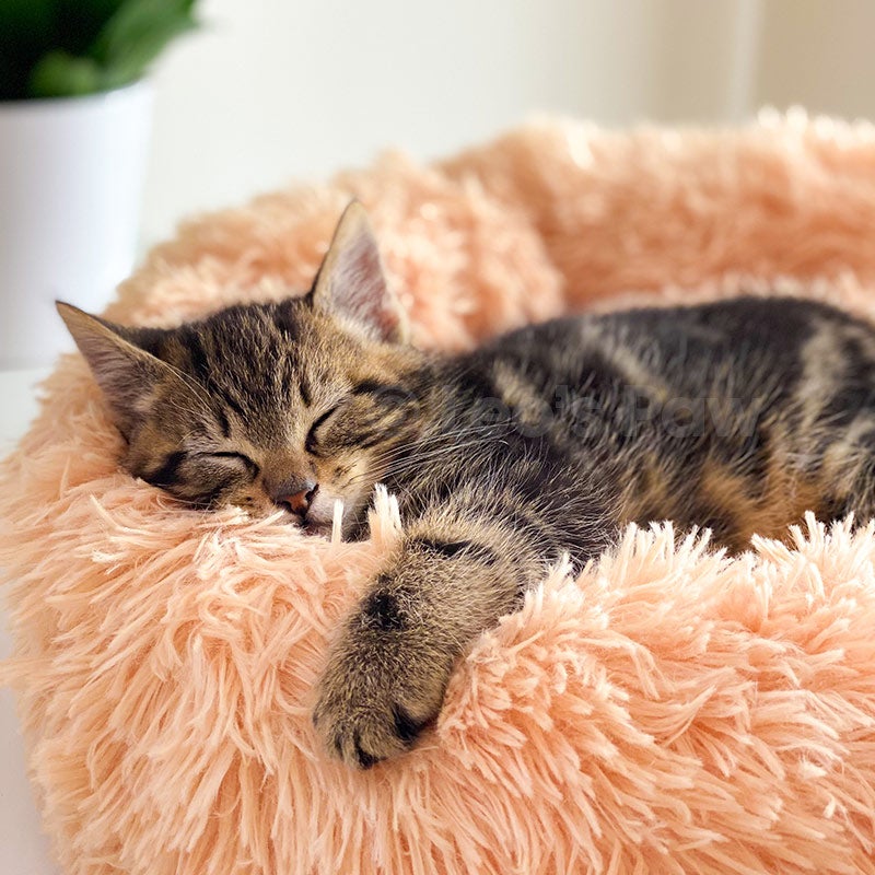 How to Get Your Cat to Use a Cat Bed?