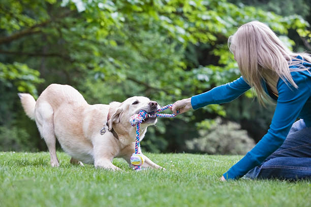 How to Get Your Dog to Play with Toys?