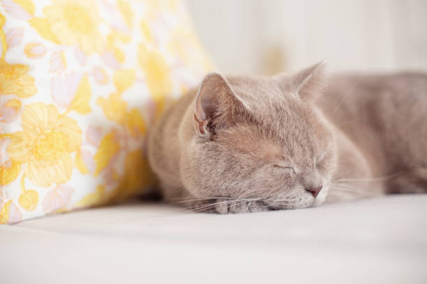 How to Get a Cat to Sleep in Their Bed