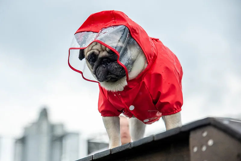 How to Make a Raincoat for a Dog: The Ultimate Guide