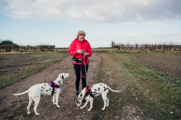 How to Measure a Dog for a Harness?