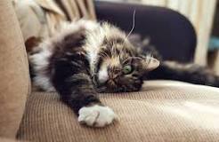 How to Prevent Cats from Scratching Furniture?