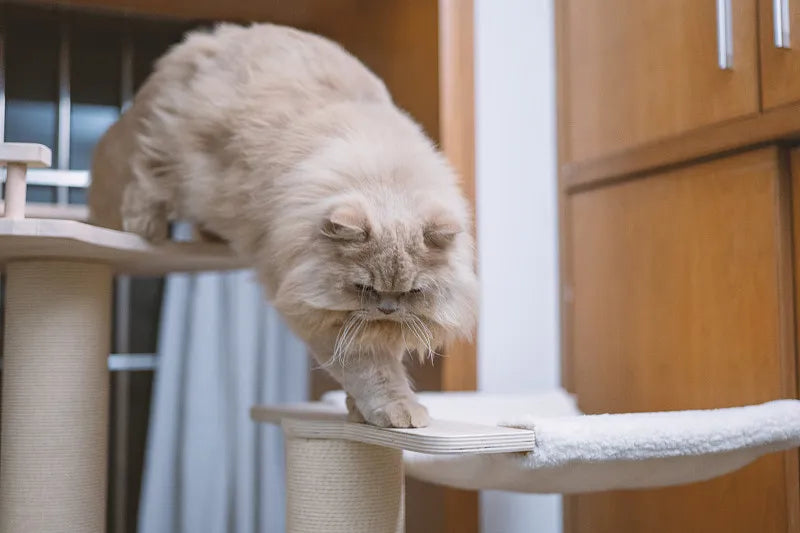 How to Secure Cat Trees: Ensuring Safety for the Best High-Quality and Ultimate Cat Trees