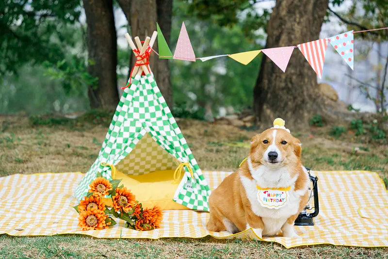 How to Take Your Dog Tent Camping?