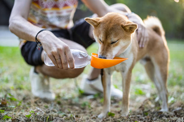 How to Teach Your Dog to Drink from a Pet Water Bottle?
