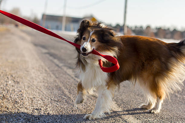 How to Train Dog to Bring Leash?