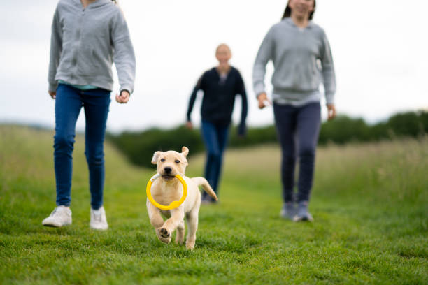 How to Train a Dog Off Leash?