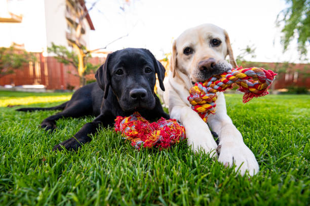 How to Wash Dog Rope Toys?