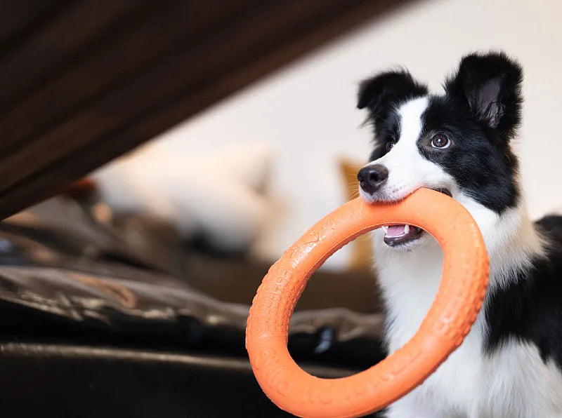 What Are The Best Interactive Dog Toys?