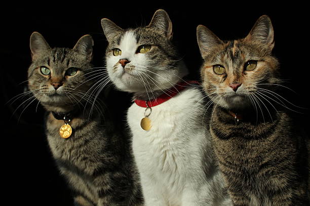 Should Cats Wear Collars?