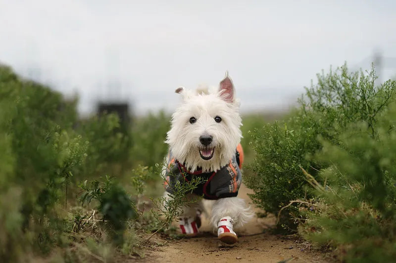 Should Dogs Wear Boots in Winter?