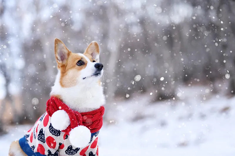 Should Dogs Wear Clothes in the Winter?