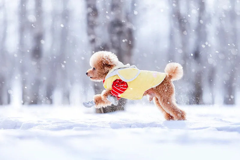 Should Dogs Wear Coats in Winter ？