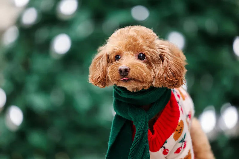 Should Small Dogs Wear Sweaters in the Winter?