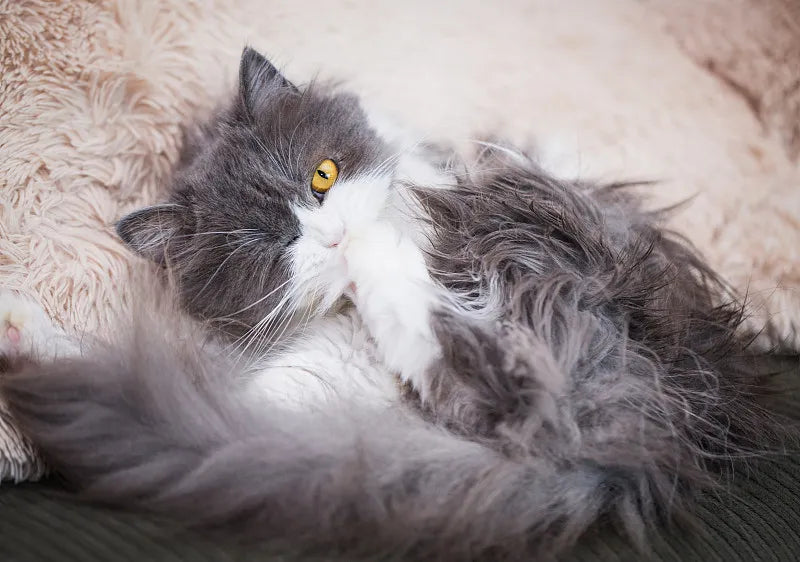 Revolutionize Cat Grooming: The Best Tool to Remove Matted Cat Hair