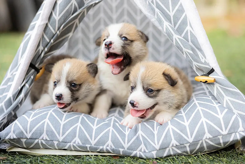 The Ultimate Guide to Outdoor Pet Tents