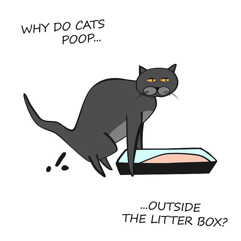 Why is My Cat Not Using the Litter Box