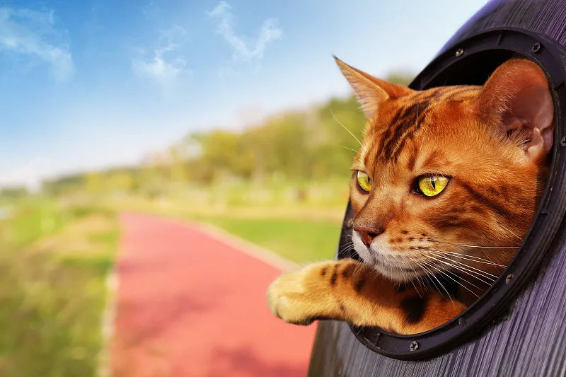 How to Get a Stubborn Cat into a Carrier