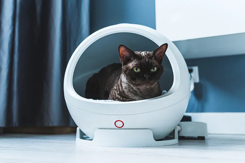 what is best automatic cat litter box