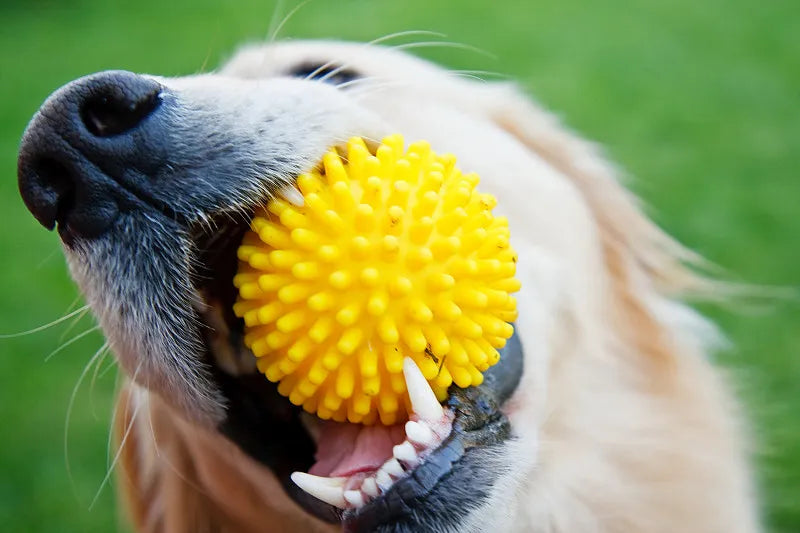 What are good chew toys for dogs